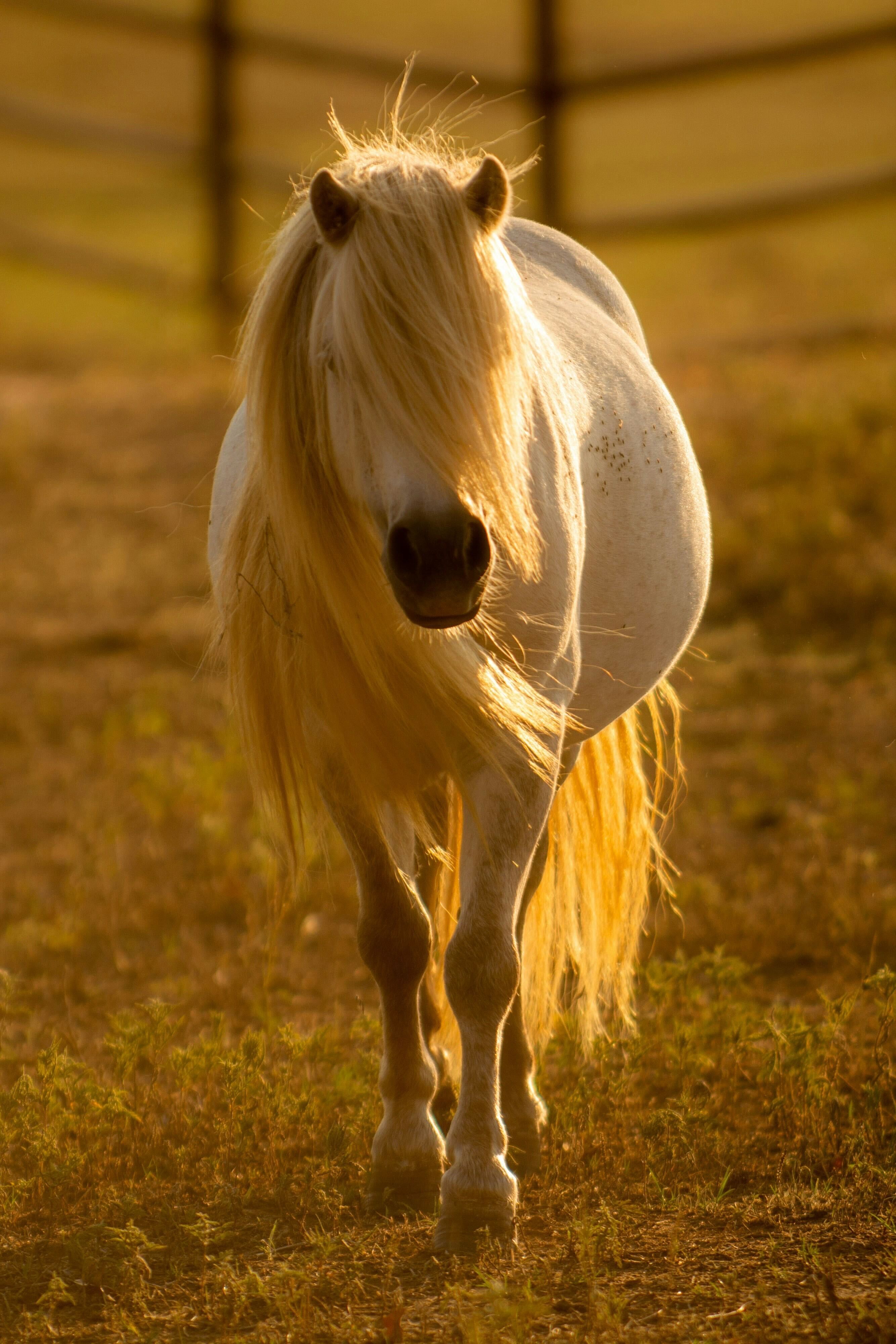 GOLDEN HORSE/ 100X Beaver Quality – THE FAT HATTER