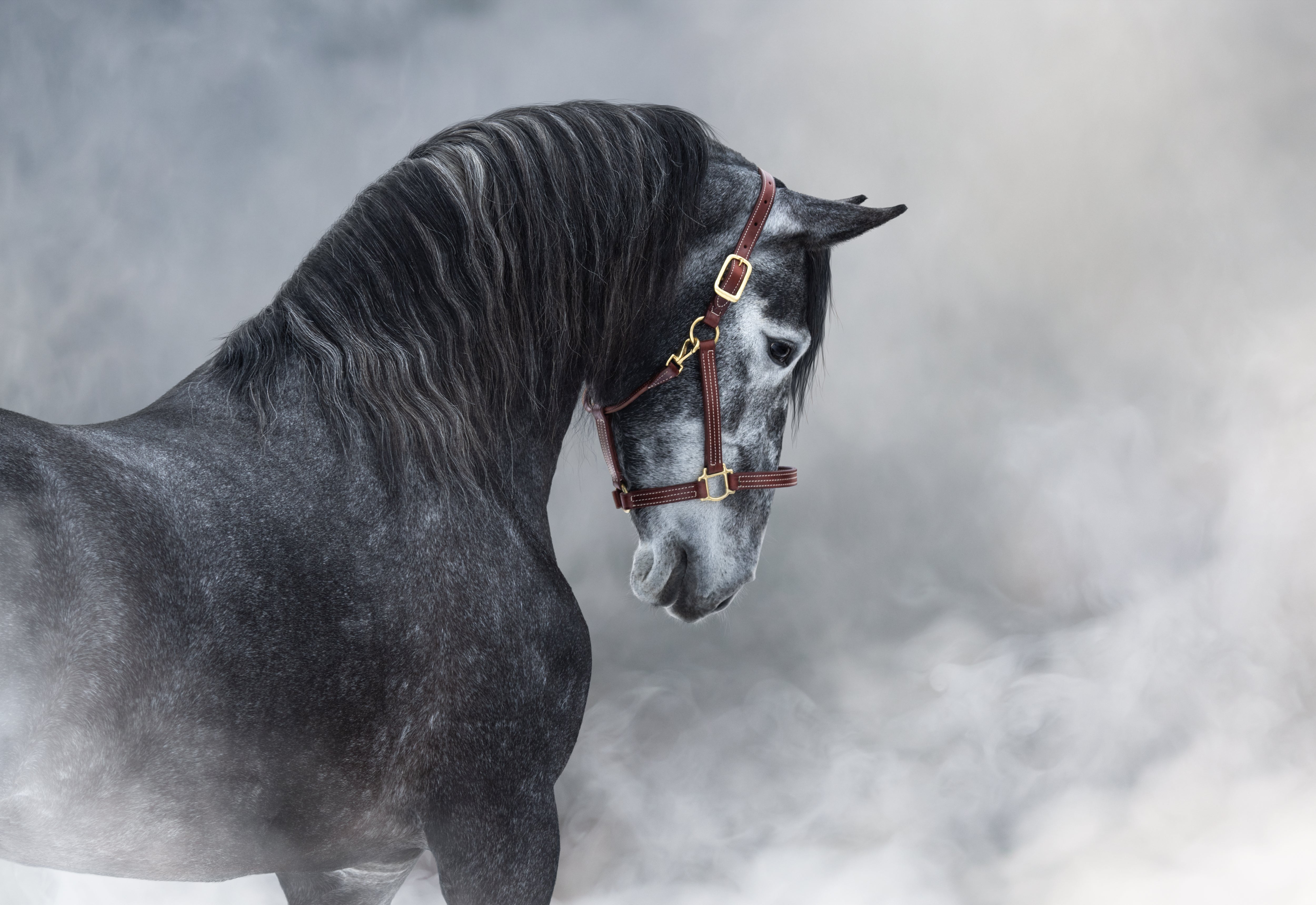 SILVER HORSE/ 50X Beaver Quality – THE FAT HATTER